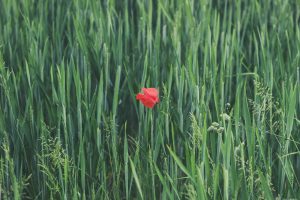social-resposibility